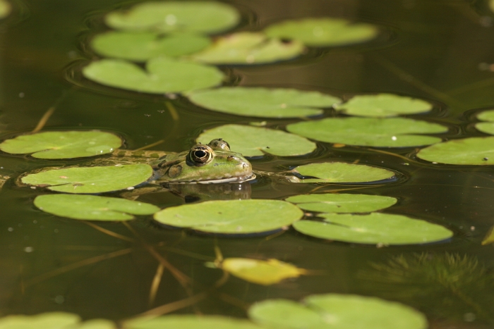 La Sauge - Grenouilles - 008